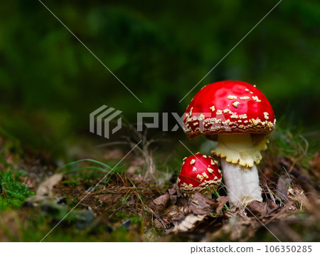 red fly agaric in the forest in the grass 106350285