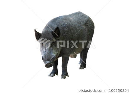 wild boar isolated on white background 106350294