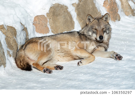 gray wolf lies in the sun on the snow in winter 106350297