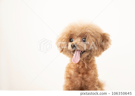 Marron bust up of a smiling toy poodle 106350645