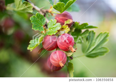 Fresh gooseberry on a branch of a gooseberry Bush in the garden 106350858