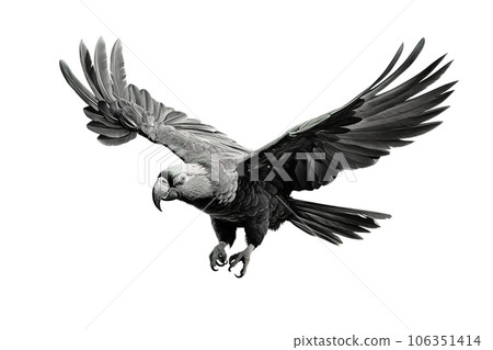 Image of a long-billed black cockatoo with spread wings in flight on a white background. Wildlife. Bird. Illustration, Generative AI. 106351414