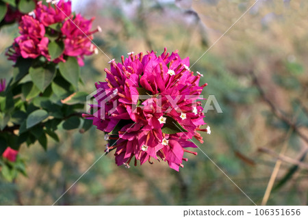 Close-up shot of bougainvillea in full bloom. Close-up shot of bougainvillea in full bloom. 106351656