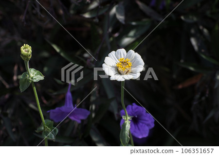 white flowers with a yellow center There are blue flowers in the background. white flowers with a yellow center There are blue flowers in the background. 106351657