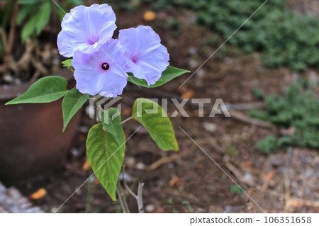 Morning glory, scientific name Ipomoea carnea Jacq, is a shrub native to America. It also has herbal medicinal properties. 106351658