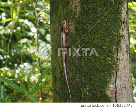 Lizards climbing trees 106351742