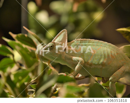 sideways chameleon perched on a branch 106351818