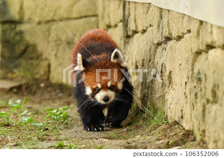Lesser panda Lesser panda 106352006
