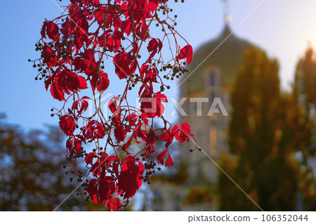 Autumn branch of elderberry with red leaves and the golden dome of the church 106352044