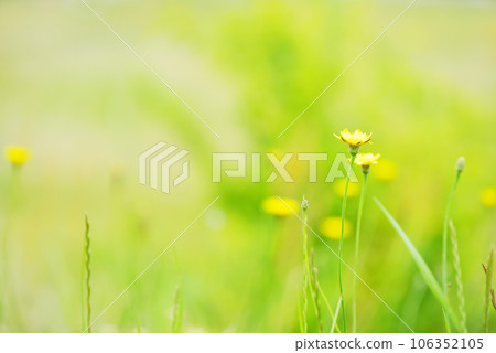 Pretty yellow flowers blooming in the field Old lens Pretty yellow flowers blooming in the field Old lens 106352105