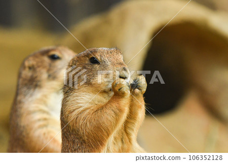 Prairie dog 106352128