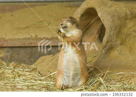 Prairie dog 106352132