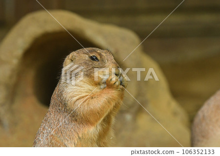 草原土撥鼠 106352133