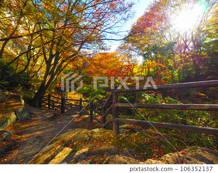 光輝下的來來峽秋葉 106352137