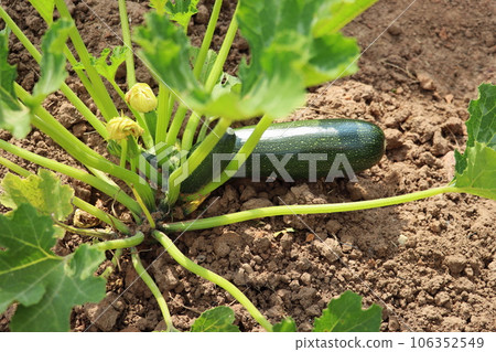 Zucchini plant. Zucchini flower. Green vegetable marrow growing on bush Zucchini plant. Zucchini flower. Green vegetable marrow growing on bush 106352549