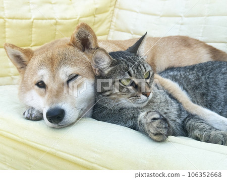 Shiba Inu puppy and his friend striped kitten Shiba Inu puppy and his friend striped kitten 106352668