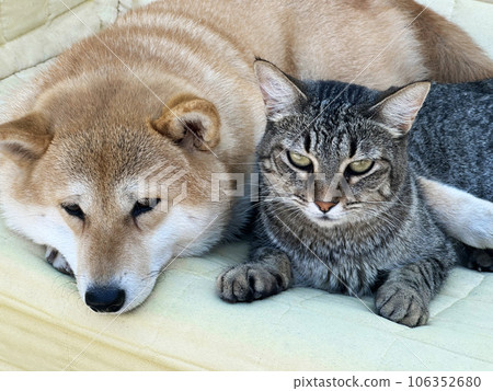 Shiba Inu puppy and his friend striped kitten Shiba Inu puppy and his friend striped kitten 106352680