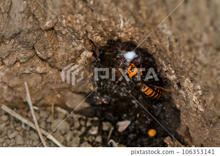 Wheatstone Wheatstone 106353141