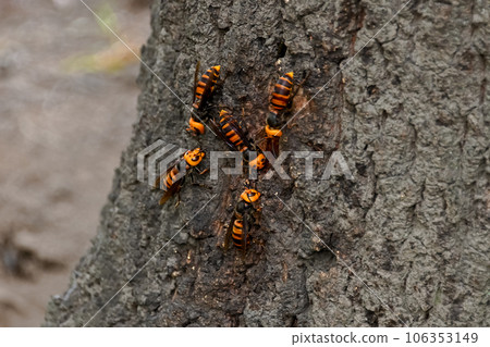 大虎頭蜂 大虎頭蜂 106353149