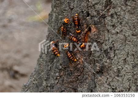 大虎頭蜂 大虎頭蜂 106353150