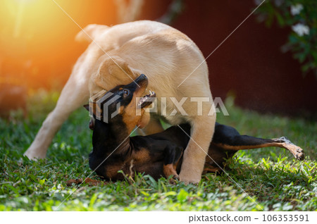 Two young dog play on green grass 106353591