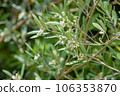 small olive flowers 106353870