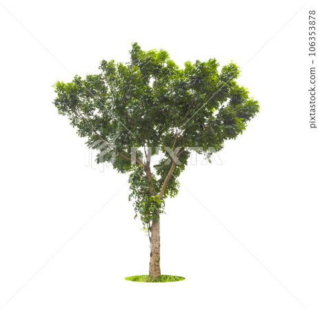 A Big tropical trees isolated on white background, used for design, Saved clipping path. 106353878