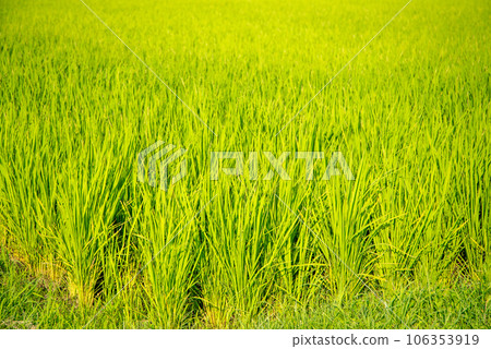 Rural scenery of beautiful ears of rice shining in golden color 106353919