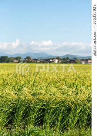 田園風光,金黃美麗的稻穗 田園風光,金黃美麗的稻穗 106353928