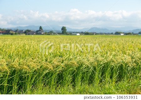 Rural scenery of beautiful ears of rice shining in golden color Rural scenery of beautiful ears of rice shining in golden color 106353931