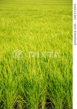 田園風光，金黃美麗的稻穗 106353943