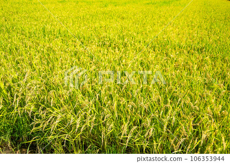 田園風光，金黃美麗的稻穗 106353944