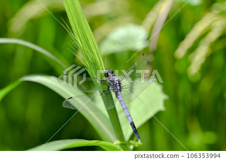 鹽卡拉通博 106353994