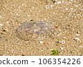 A moon jellyfish washed up on the sandy beach 106354226