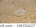 A moon jellyfish washed up on the sandy beach 106354227