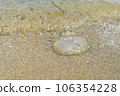 A moon jellyfish washed up on the sandy beach 106354228