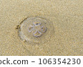 A moon jellyfish washed up on the sandy beach 106354230