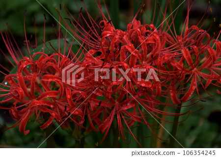 A red cluster amaryllis (Higanbana) wet with morning dew that blooms all over the screen A red cluster amaryllis (Higanbana) wet with morning dew that blooms all over the screen 106354245
