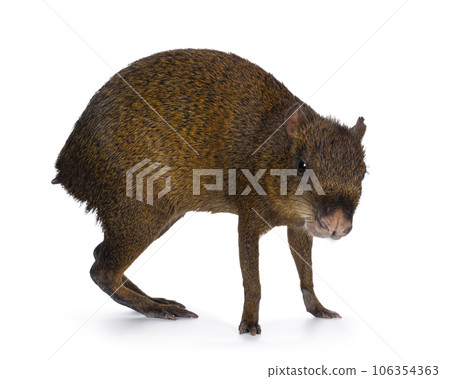 Agouti on white background Agouti on white background 106354363