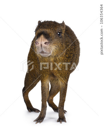 Agouti on white background 106354364