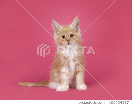 Kitten cat on pink background Kitten cat on pink background 106354377