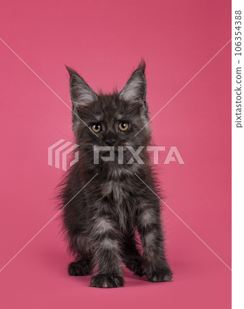 Kitten cat on pink background 106354388