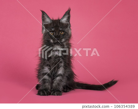Kitten cat on pink background 106354389