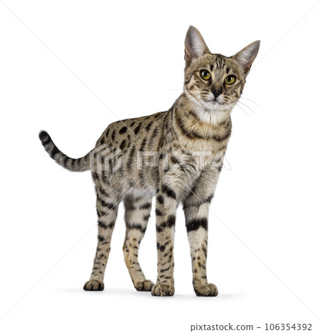F6 Savannah cat on white background 106354392