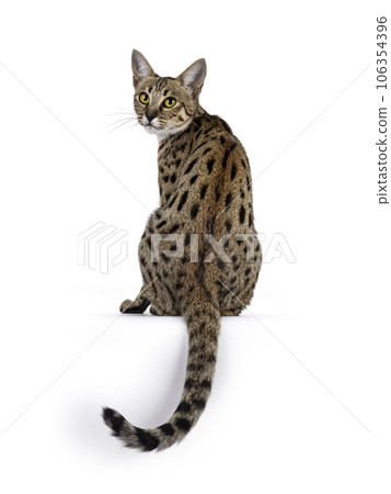 F6 Savannah cat on white background 106354396