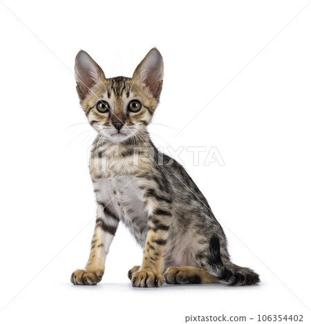 Savannah cat kitten on white background Savannah cat kitten on white background 106354402
