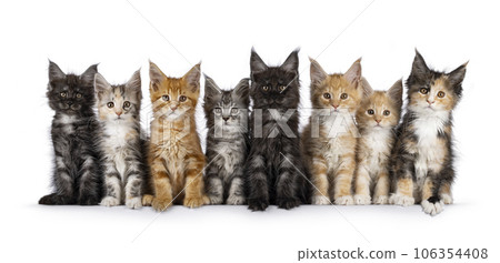 Row kittens on white background Row kittens on white background 106354408
