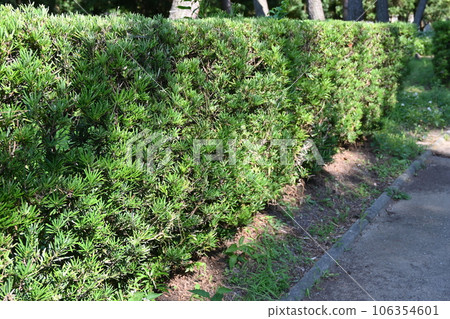 Hedge of Lakanmaki (Magi family, Magi genus) 106354601