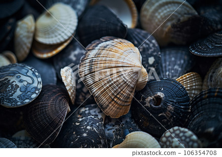 Elegance in nature closeup of a black seashell on sandy beach. Generative AI Elegance in nature closeup of a black seashell on sandy beach. Generative AI 106354708