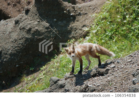 Ezo red foxes at Cape Shiriba, Kushiro, Hokkaido Ezo red foxes at Cape Shiriba, Kushiro, Hokkaido 106354838